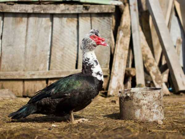 Bagaimana untuk memberi makan ayam belanda di rumah persendirian –