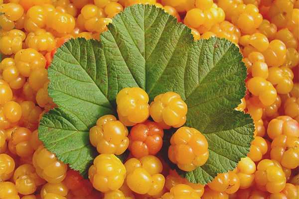 Cloudberry, Kalori, faedah dan bahaya, Sifat berguna –