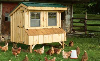 Cara membina kandang ayam yang hangat untuk musim sejuk: arahan mudah -