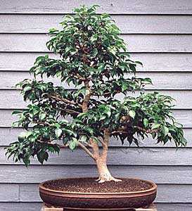 Cara membuat bonsai dari ficus Benjamin -