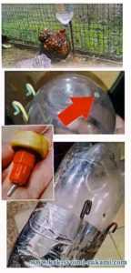 Cara membuat minuman DIY untuk ayam dari botol plastik dengan tangan anda sendiri -