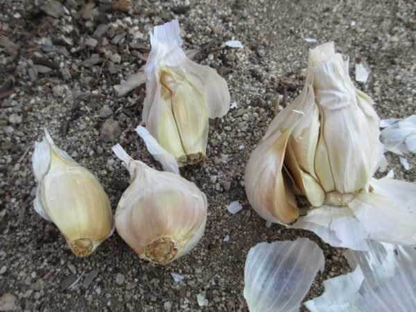 Bagaimana untuk menanam bawang putih pada musim sejuk berhampiran Moscow -