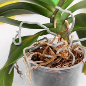 Cara menanam orkid –