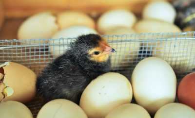 Cara memasukkan telur ayam ke dalam inkubator -