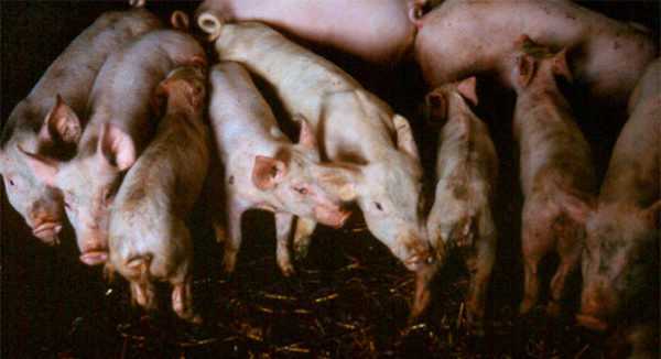 Bagaimana untuk merawat cirit-birit pada anak babi –