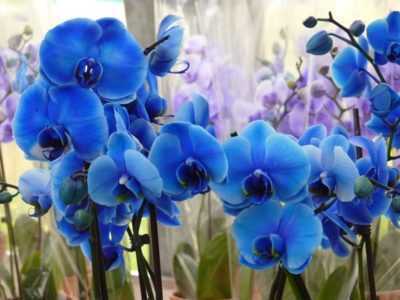 Jaga orkid biru dan biru -