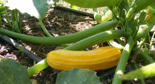 Penanaman zucchini kuning -