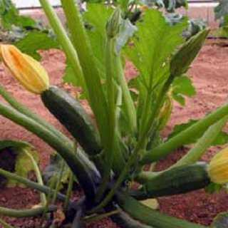Tanaman zucchini Aral F1 -