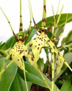 Penanaman orkid Brassia -