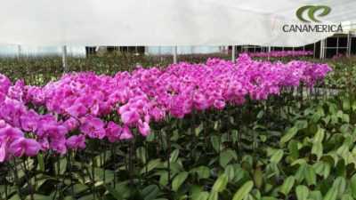 Penanaman orkid Cina -