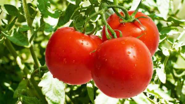 Penanaman dan faedah tomato -