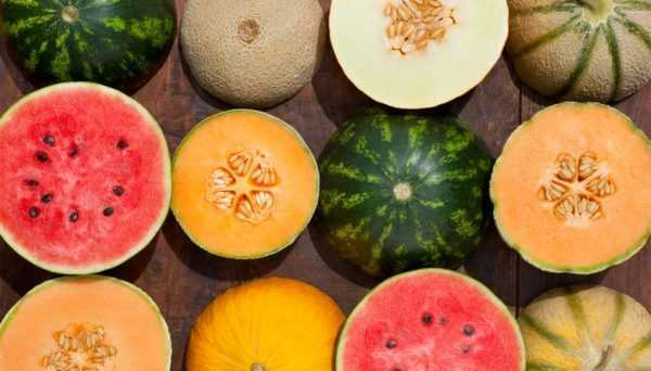 Fakta Menarik Tentang Labu Melon -