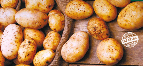 Penerangan mengenai kentang Kemerovochanin -