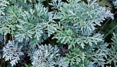 Penerangan mengenai tumbuhan Wormwood Louis –