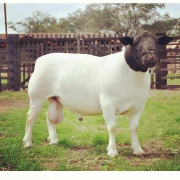 Penerangan tentang Dorper Sheep –