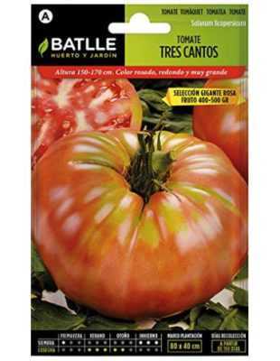 Penerangan tomato madu gergasi -