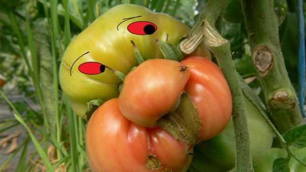 Penerangan mengenai tomato Asterix -
