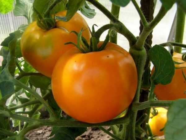 Penerangan mengenai tomato Siberia awal -