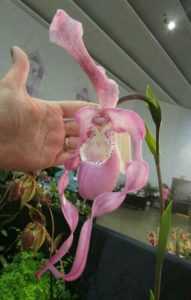 Spesies orkid yang luar biasa dan jarang berlaku -