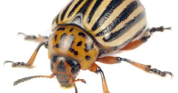 Cara berkesan untuk menangani kumbang kentang Colorado -