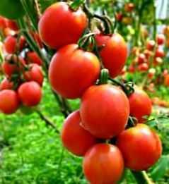 Petunjuk produktiviti tomato dari semak -