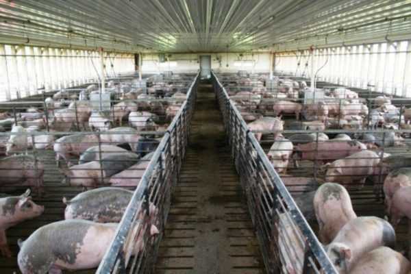 Penternakan babi sebagai perniagaan yang menguntungkan -