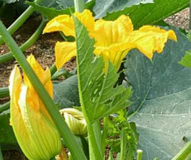 Peraturan untuk menanam anak benih zucchini -