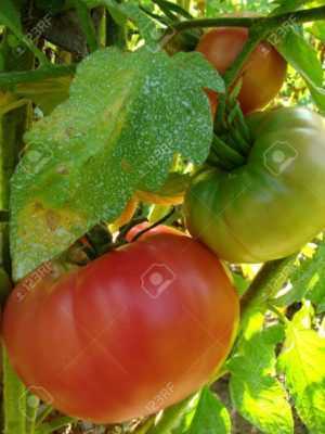 Campuran Tomato Burgundy -