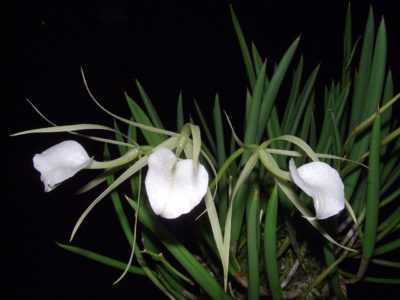 Ciri Orkid Brassavol -