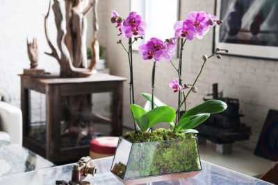 Orkid Liodoro dan penjagaannya –