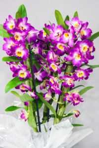 Batang bunga orkid -