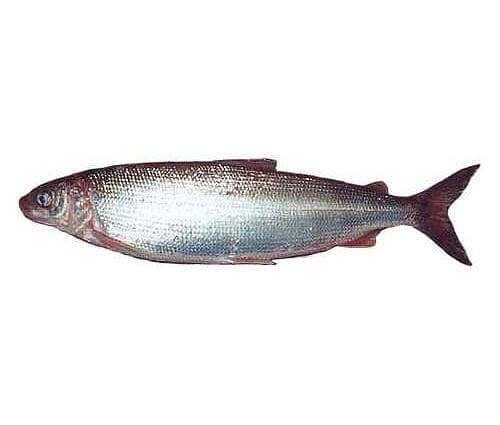 Ikan putih, Kalori, faedah dan bahaya, Sifat berguna –