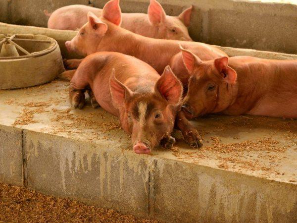 Ciri-ciri peranti untuk lantai untuk babi -