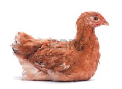 Ayam Foxy Chick -