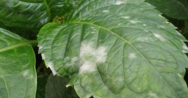 Mengapakah bintik-bintik putih muncul pada anak benih terung? –
