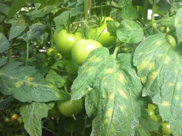 Mengapa daun menjadi sakit dan kuning pada tomato di rumah hijau? -