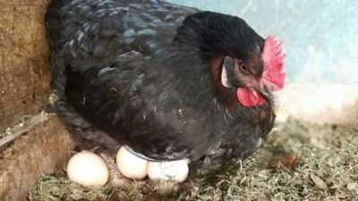 Apakah baka ayam membawa telur paling banyak? -