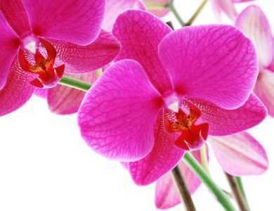 Apakah yang dilambangkan oleh orkid? -