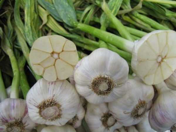 Apa dan bagaimana untuk memberi makan bawang putih pada musim panas? –