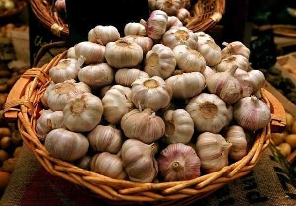 Peraturan untuk menyimpan bawang putih pada musim sejuk di rumah -