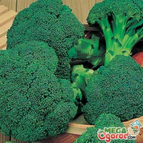 Peraturan untuk menanam brokoli di pinggir bandar -