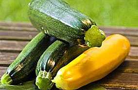 Peraturan untuk menanam zucchini -