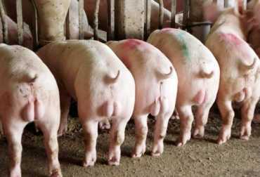 Peraturan untuk pengebirian anak babi –