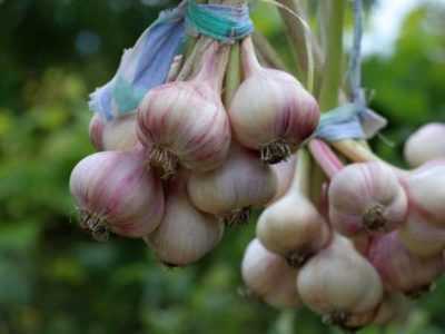 Peraturan untuk menanam bawang putih musim sejuk -