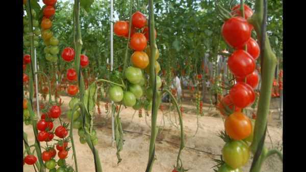 Peraturan untuk menanam lada dan tomato di rumah hijau -