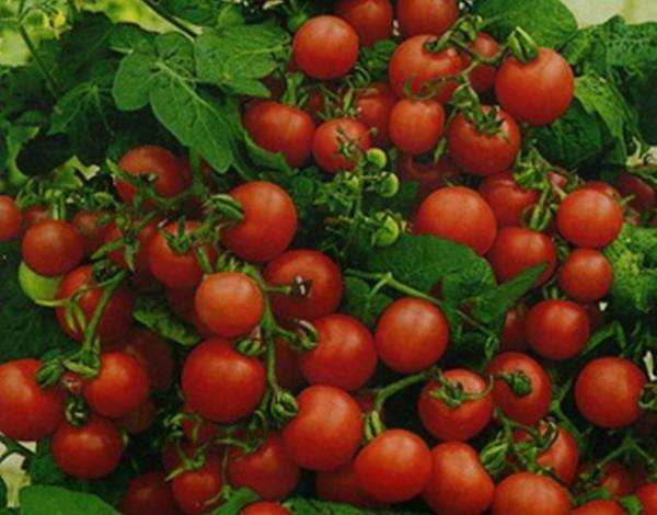Tomato teratas selepas ditanam -
