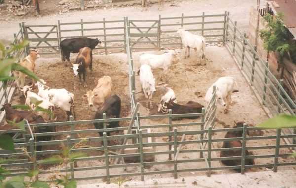 Keperluan untuk pembinaan kandang untuk ternakan kambing –