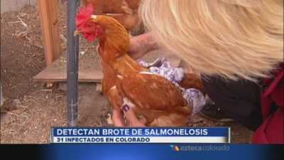 Salmonellosis dalam ayam dan ayam jantan -