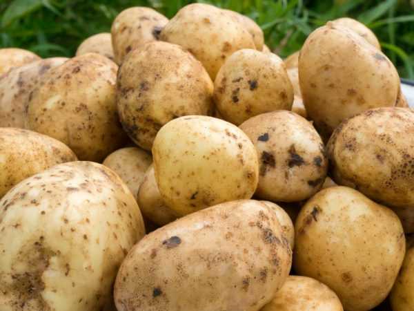 Ciri-ciri kentang Sante -