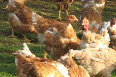 Baka Ayam Daging Warna Sasso -